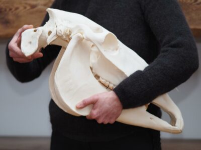 Biomécanique tête Biomécanique tête