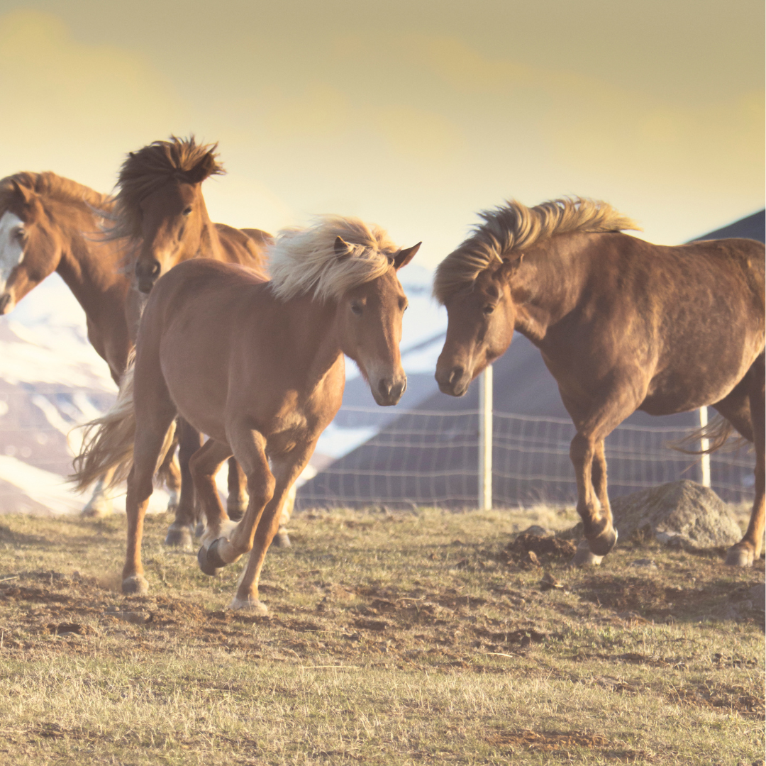 Equitact, Équitation Consciente et Respectueuse