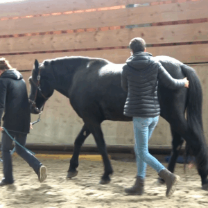 ostéopathie en mouvement