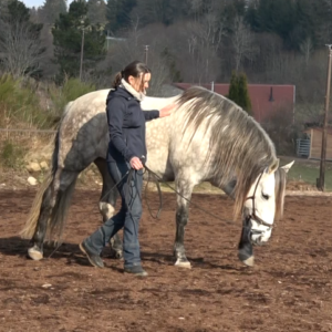 relâcher tensions cheval