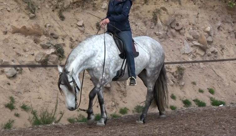 travail en selle, extension d'encolure