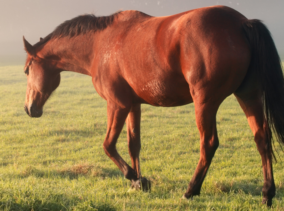 libre mouvement encolure cheval