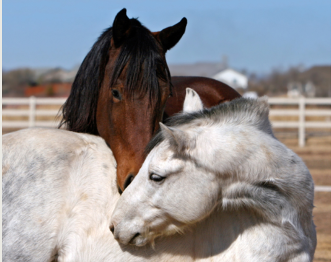 libre mouvement amplitude encolure cheval