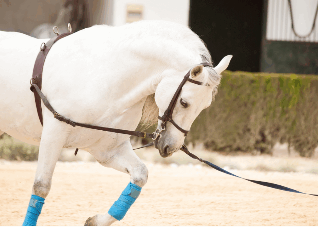 cheval longe enrênement