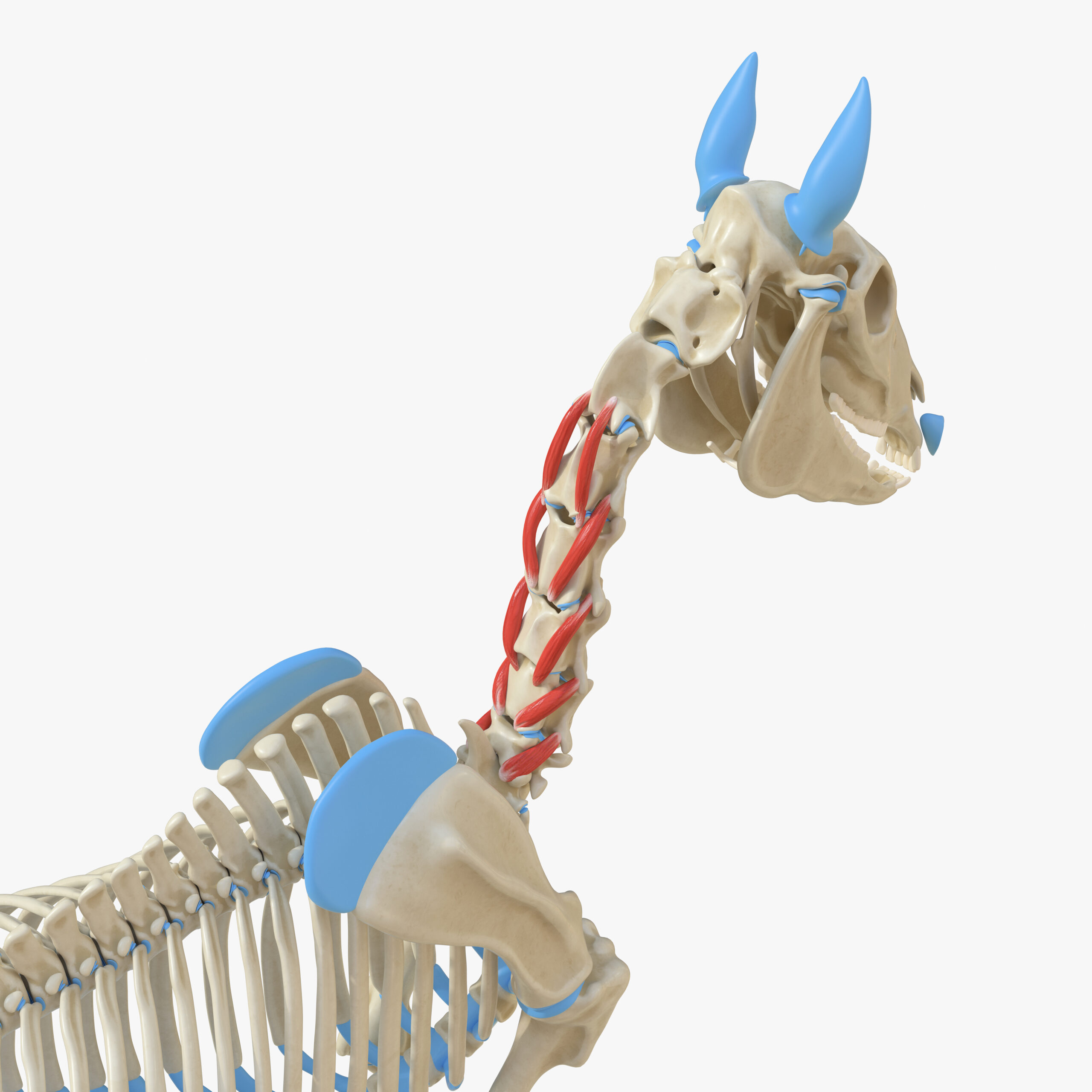 muscles profonds cheval