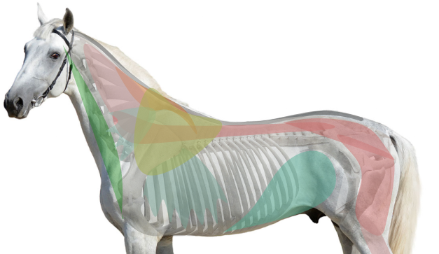 muscles superficiels cheval