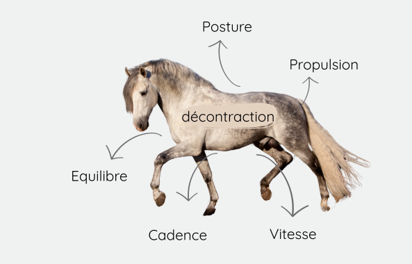 lien entre décontraction, posture, propulsion, équilibre, cadence et vitesse