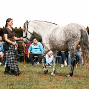 Travail au sol cheval