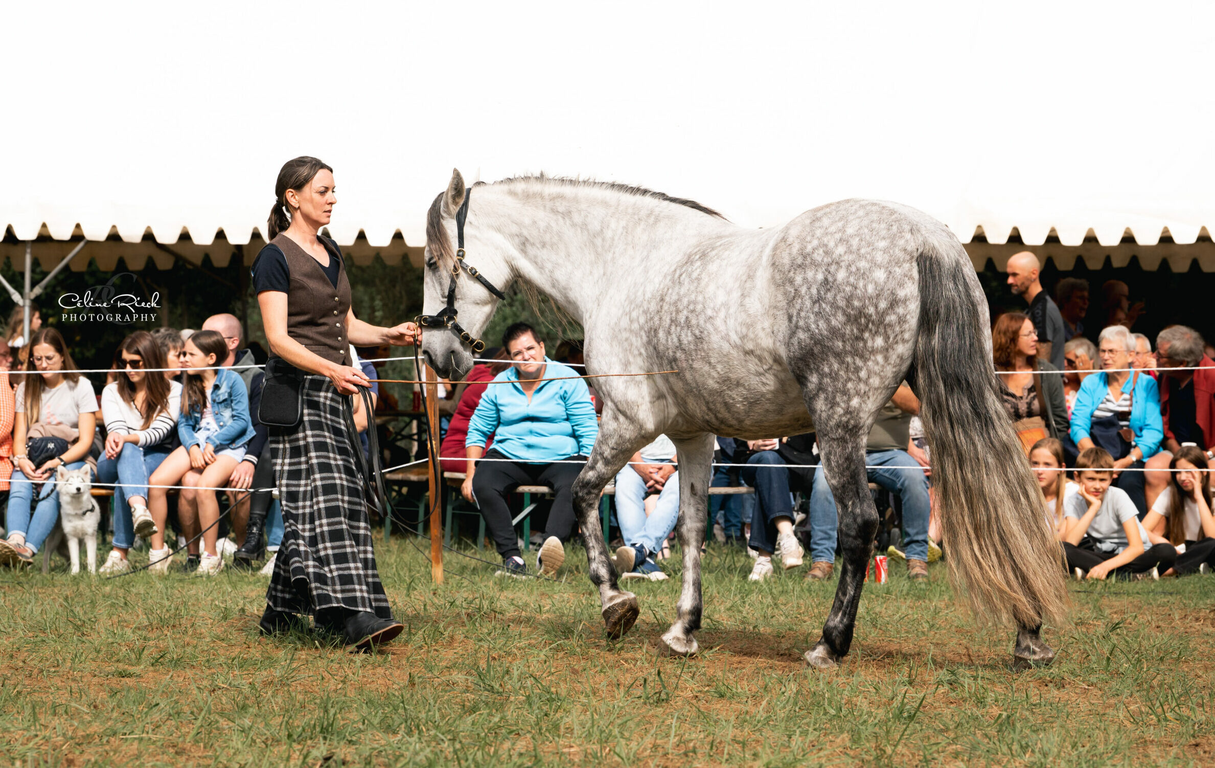 Travail au sol cheval
