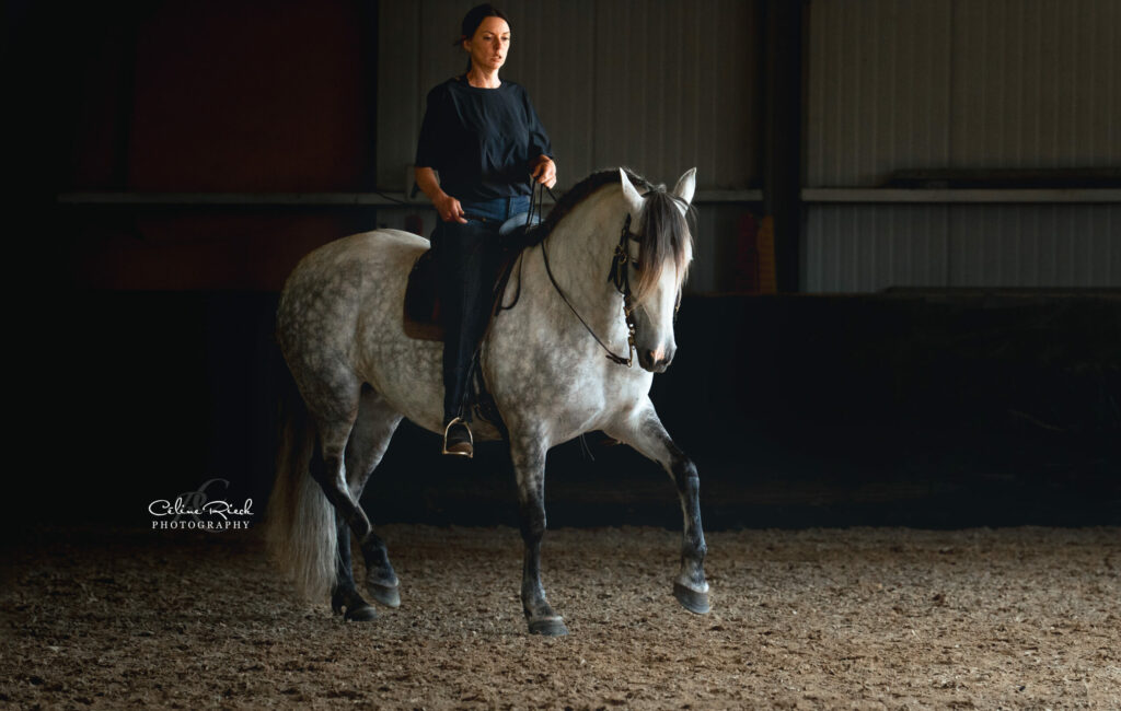 cheval trot rassembler