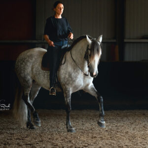 cheval trot rassembler