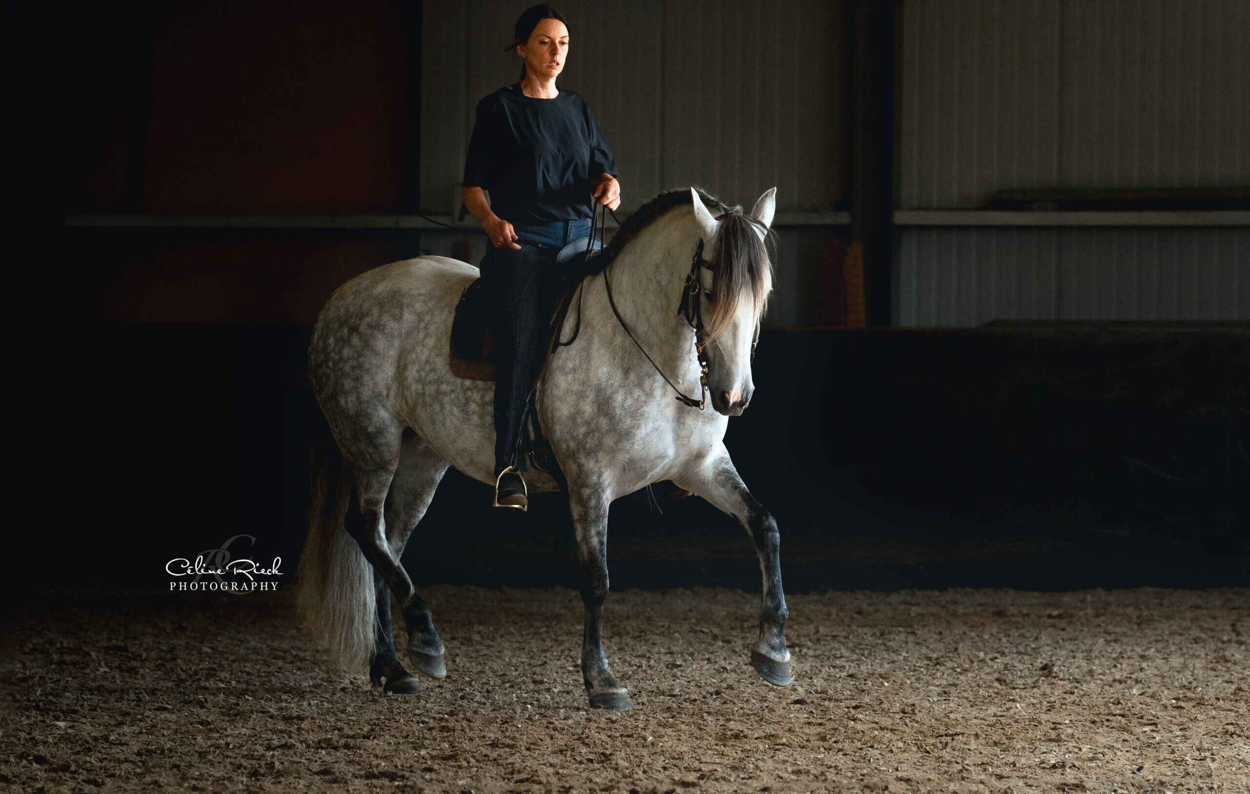 cheval trot rassembler