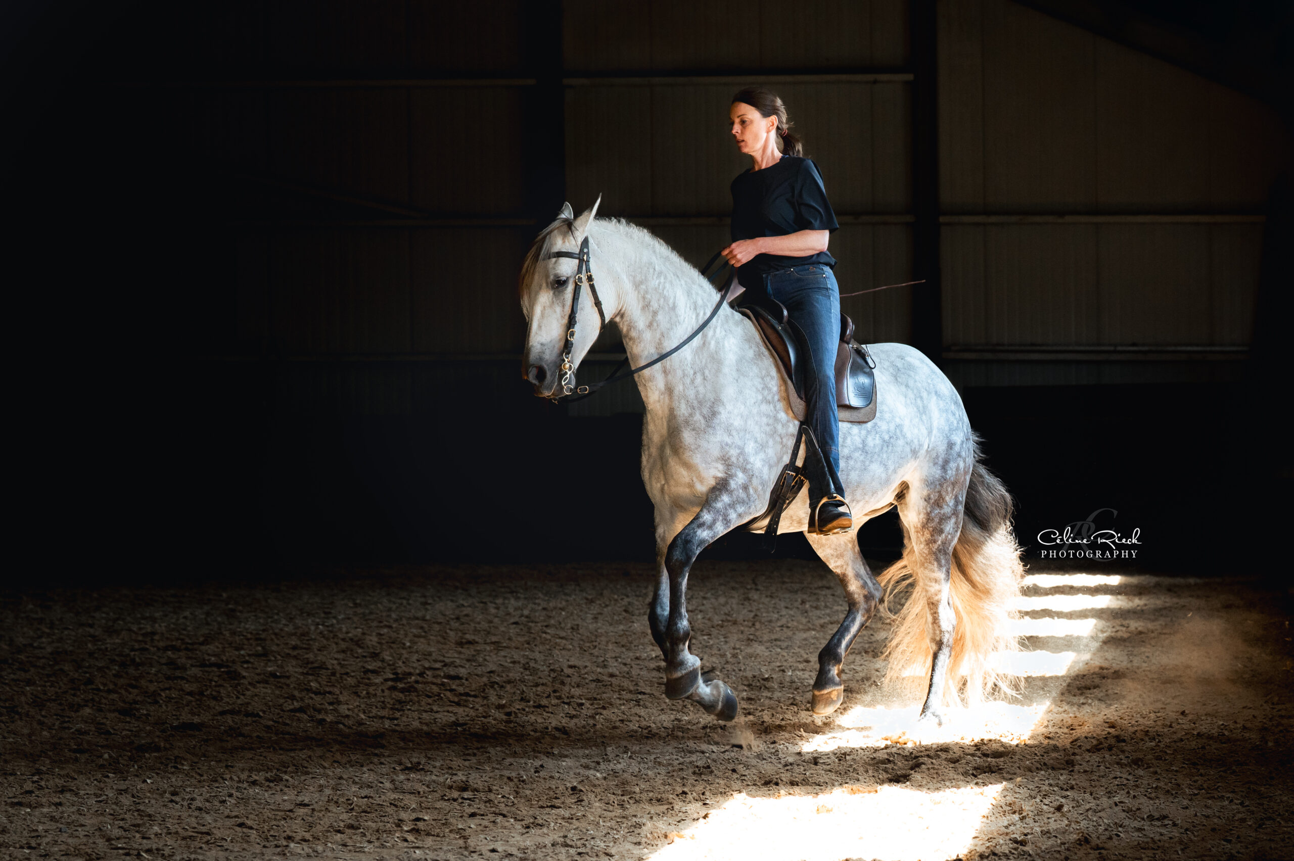 cheval galop équilibre