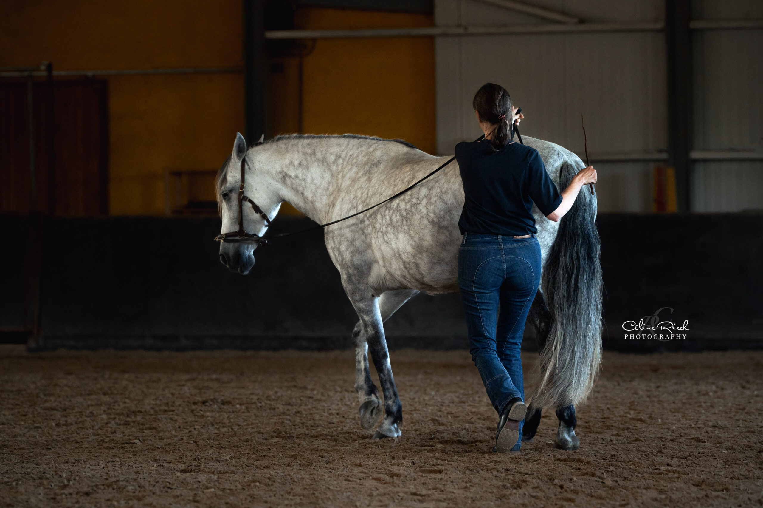 travail au sol longue rêne