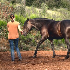 cheval longe équilibre