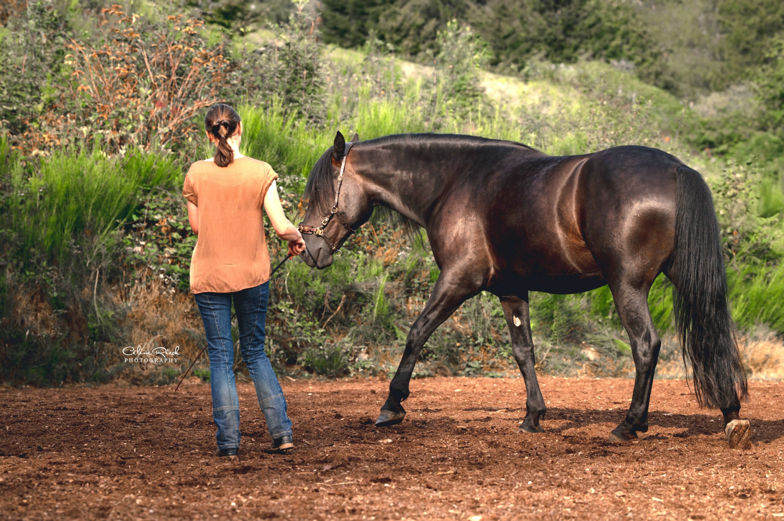 cheval longe équilibre