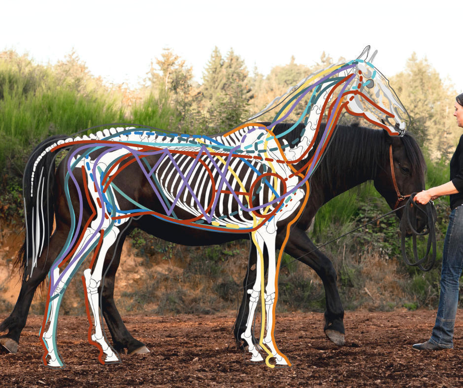 myofasziale kinetische Linien Pferd